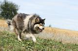 CHIEN FINNOIS DE LAPONIE 259